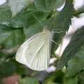 image cabbage-moth-1-jpg