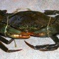 image mud-crab-1-live-queensland-jpg