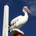 image pelican-lakes-entrance-vic-jpg