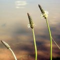 image reed-flower-spikes-lake-eildon-jpg