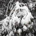 image snow-laden-branch-mt-buller-jpg