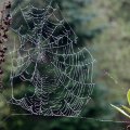 image spiderweb-washington-state-jpg