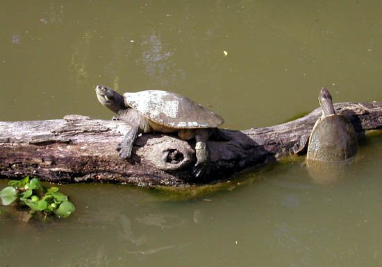 image 009-freshwater-turtles-jpg