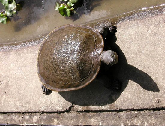 image 010-freshwater-turtle-up-close-jpg