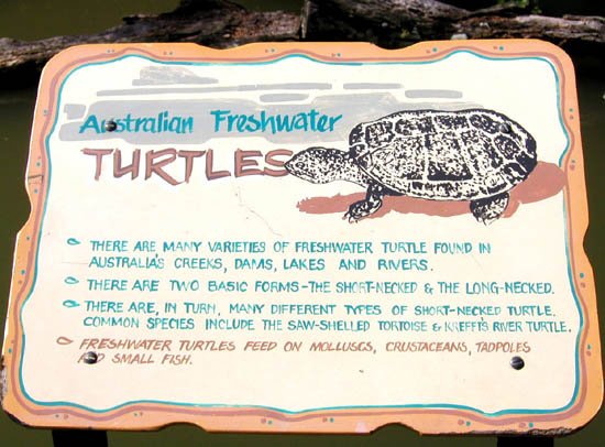 image 011-freshwater-turtle-info-jpg