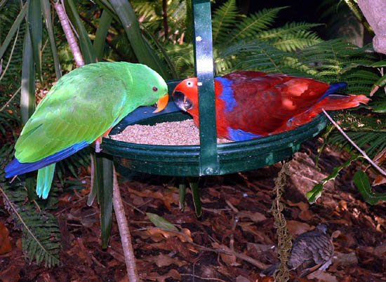 image 034-parrots-jpg
