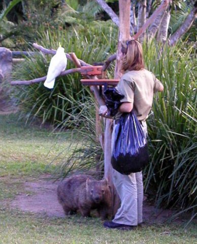 image 037-keepers-pet-wombat-jpg