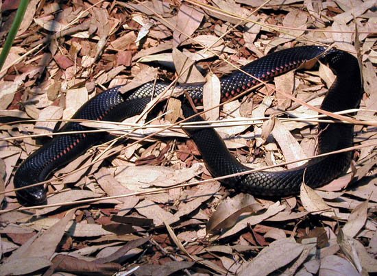 image 050-red-bellied-black-snake-jpg