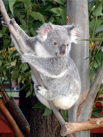 image 053-cuddly-koala-jpg