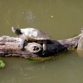 image 009-freshwater-turtles-jpg