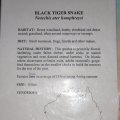 image 041-black-tiger-snake-info-jpg