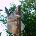 image 052-sleeping-koala-jpg
