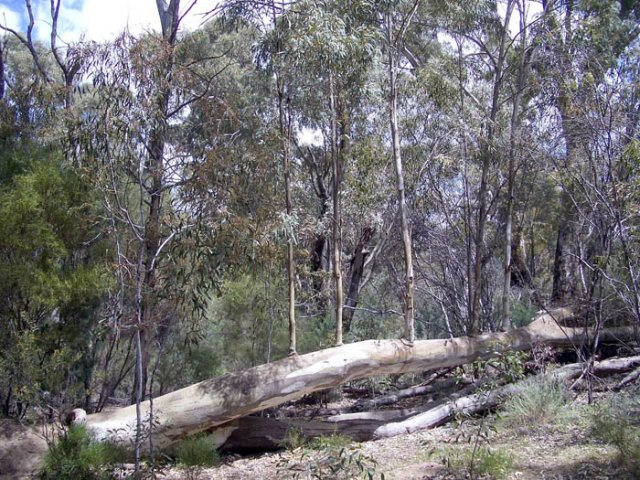 image 022-saplings-growing-on-dead-tree-trunk-wilpena-pound-jpg