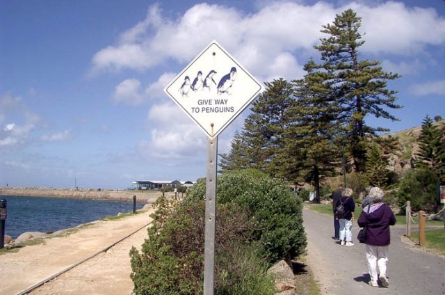 image 047-give-way-to-penguins-sign-jpg