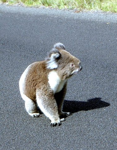 image 071-koala-jaywalking-1-jpg