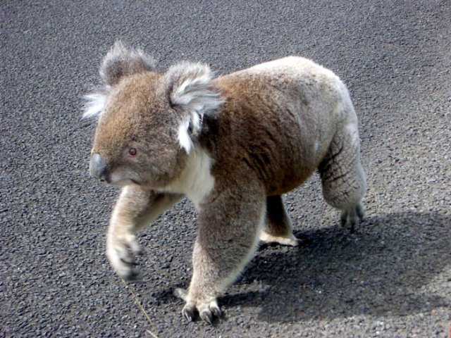 image 072-koala-on-the-run-jpg