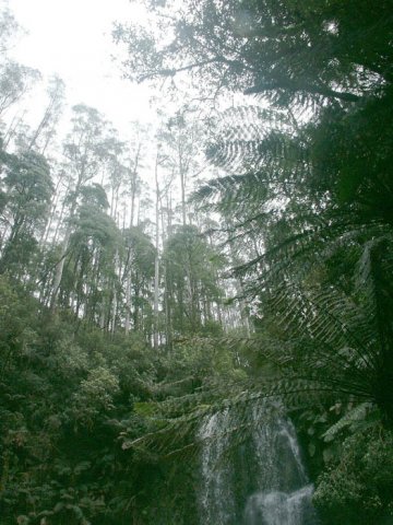 image 110-beauchamp-falls-treetops-jpg
