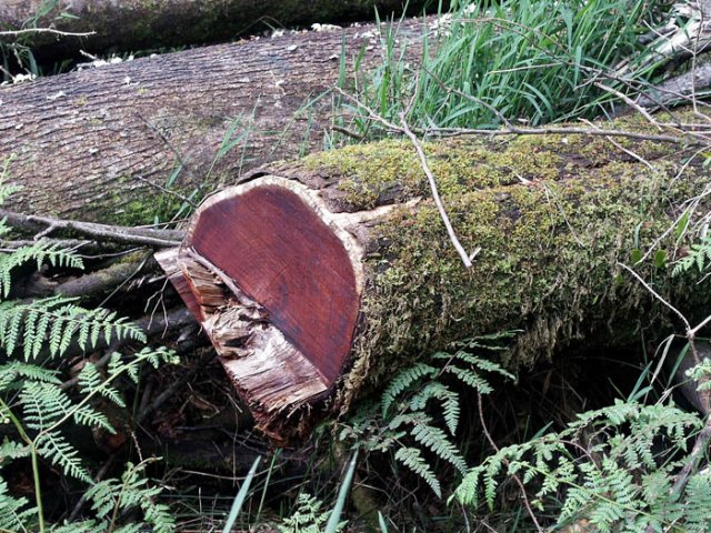 image 111-redwood-log-jpg