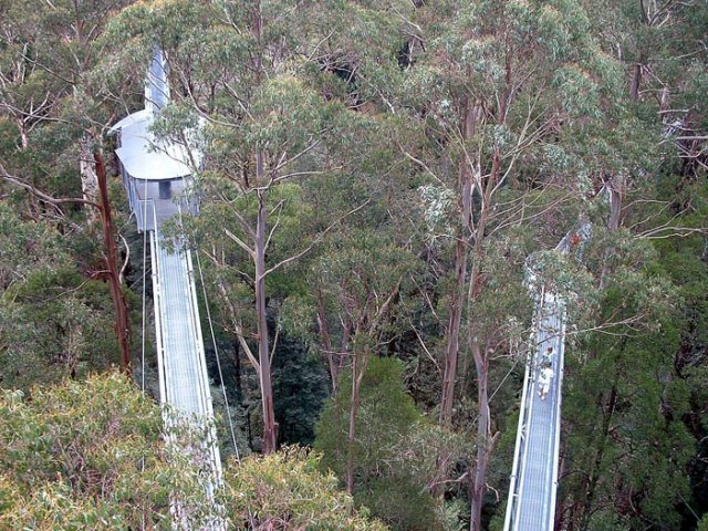 image 115-otway-fly-cantilevers-view-from-tower-jpg