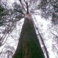 image 118-363yo-mountain-ash-eucalyptus-regnans-70mtrs-230ft-tall-otway-fly-jpg
