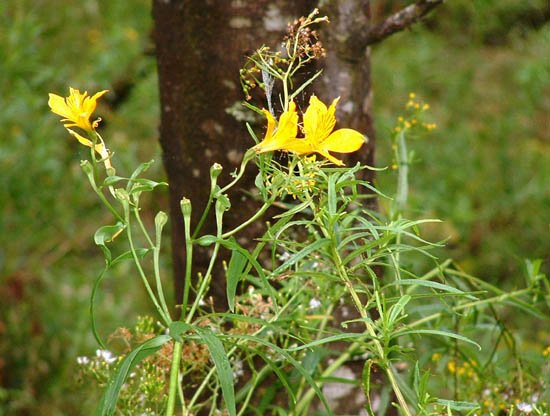 image alstroemeria-aurea-yellow-alstroemeria-alstroemeriaceae-1-jpg