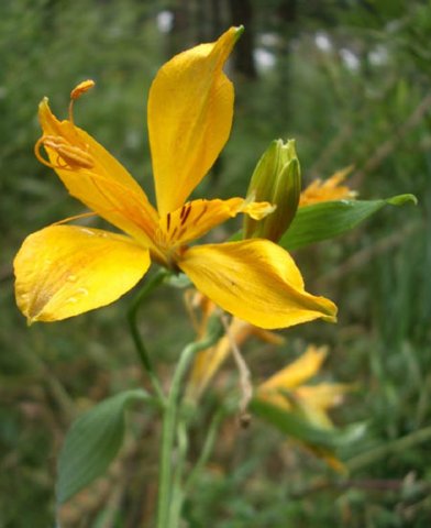 image alstroemeria-aurea-yellow-alstroemeria-alstroemeriaceae-2-jpg