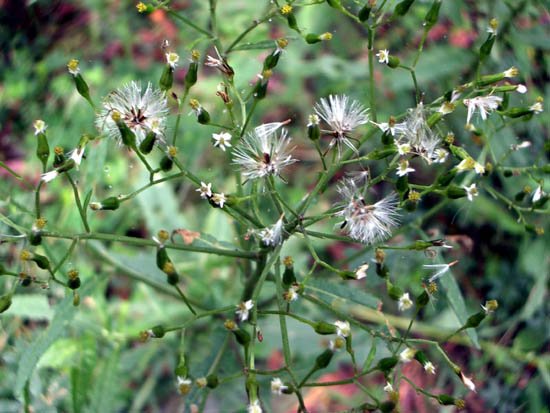 image annual-fireweed-senecio-glomeratus-jpg