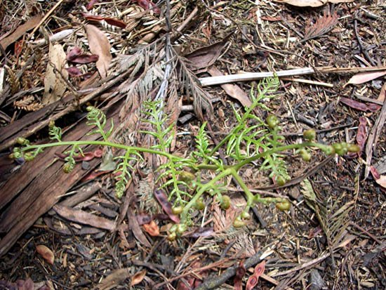 image austral-bracken-pteridium-esculentum-young-plant-1-jpg