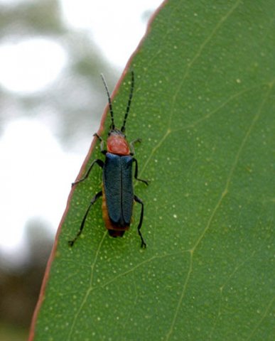 image bug-on-eucalyptus-leaf-jpg