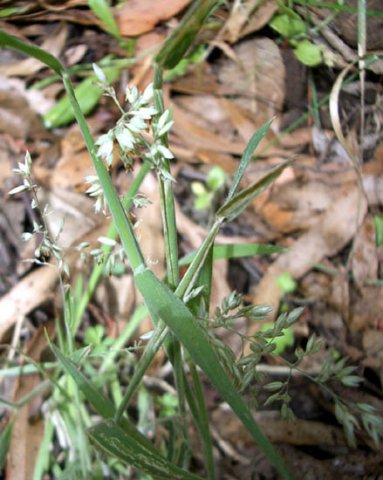 image common-velvet-grass-yorkshire-fog-holcus-lanatus-poaceae-1-jpg