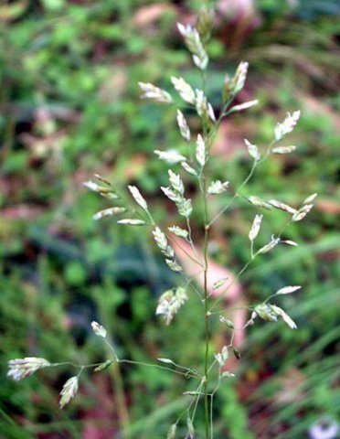 image common-velvet-grass-yorkshire-fog-holcus-lanatus-poaceae-4-inflorescence-jpg