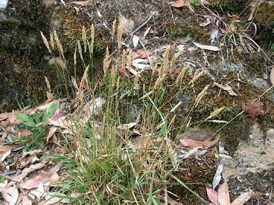 image common-wallaby-grass-austrodanthonia-caespitosa-jpg