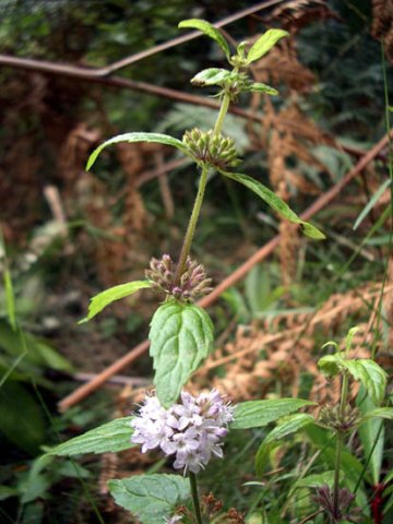 image forest-mint-mentha-laxiflora-lamiaceae-1-jpg