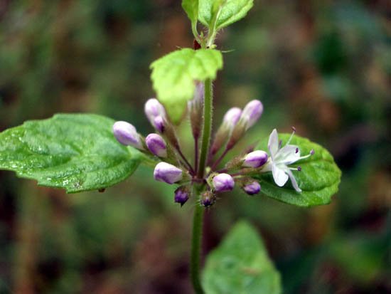 image forest-mint-mentha-laxiflora-lamiaceae-3-jpg