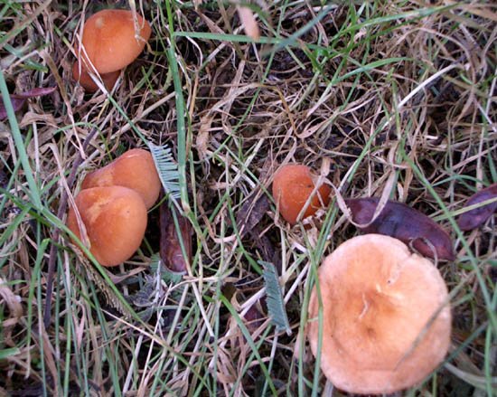 image fungi-1-jpg
