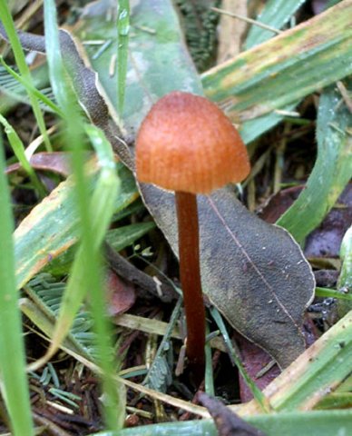 image fungi-2-jpg