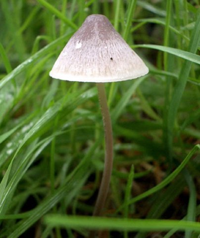image fungi-3a-jpg