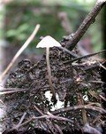 image fungi-4-tn-retry-jpg