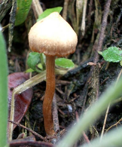 image fungi-6b-jpg
