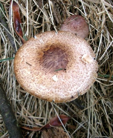image fungi-8-jpg