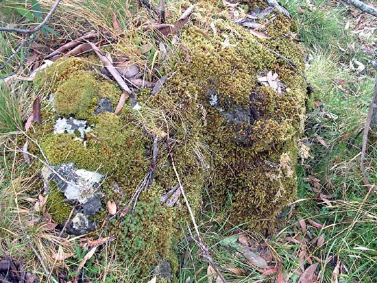 image lichen-moss-on-rock-jpg