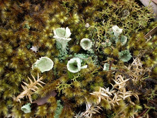 image lichen-moss-jpg
