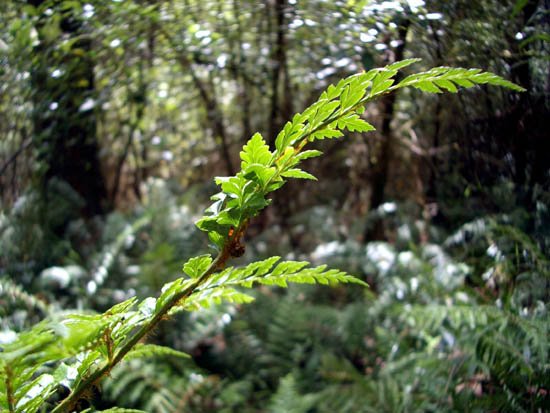 image mother-shield-fern-polystichum-proliferum-dryopteridaceae-1-jpg