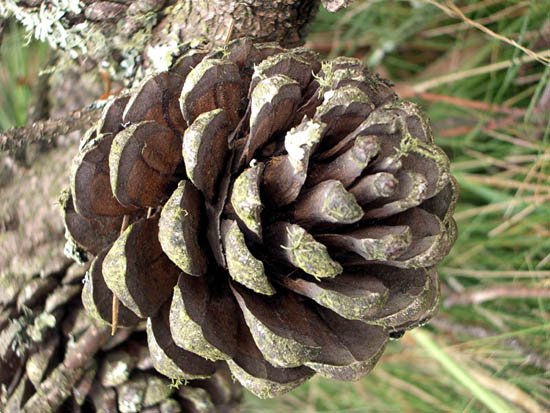 image pine-cone-of-pinus-nigra-var-corsicana-jpg