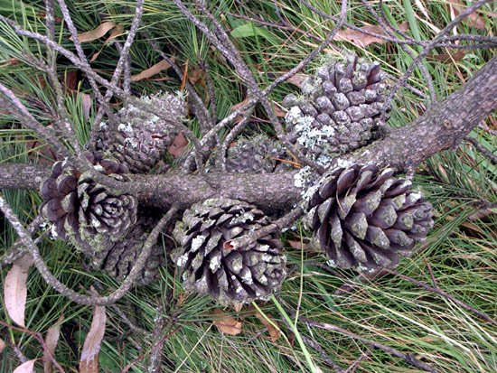 image pine-cones-of-pinus-nigra-var-corsicana-jpg