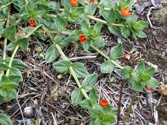image scarlet-pimpernel-anagallis-avensis-primulaceae-1-jpg