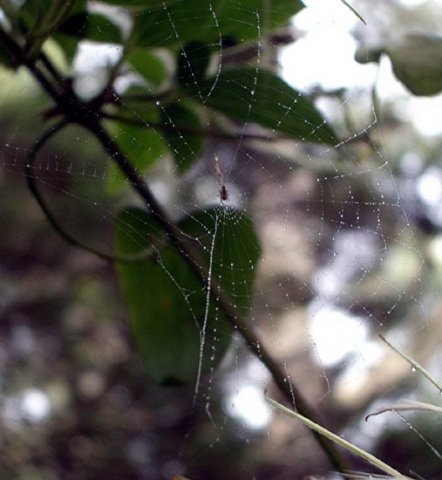 image spider-web-on-clematis-aristata-jpg