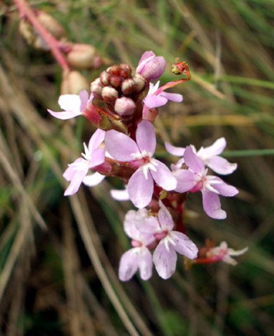image trigger-plant-common-stylidium-sp-2-stylidiaceae-2-some-stamens-triggered-jpg