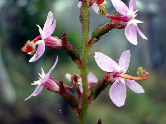 image trigger-plant-common-stylidium-sp-2-stylidiaceae-4-stamens-triggered-jpg