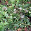 image annual-fireweed-senecio-glomeratus-jpg